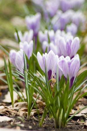 Flowers purple crocus in the snow, spring landscapeの写真素材