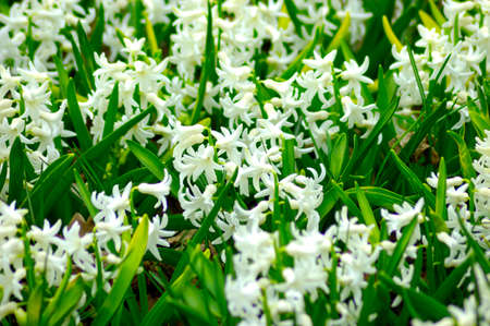 white hyacinth in a field a field in Ukraineの写真素材
