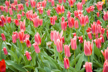 Large buds of red tulips on a green field. Fresh opened buds of red tulips. Lots of flowers on the plantation.の写真素材