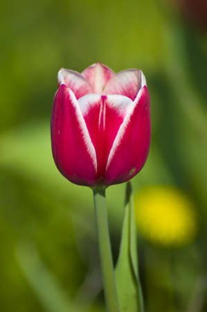 Frame Square Captivating tulips blooming under sunlight with crowd of people in the backgroudの写真素材