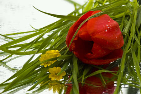 Beautiful yellow and red tulip in springの写真素材