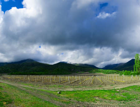 Panorama of the vineyards, in autumn, in the Alishta, Crimea, Ukraineの写真素材