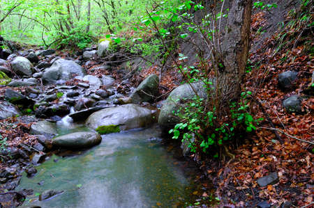 A stream in the middle of the forestの写真素材