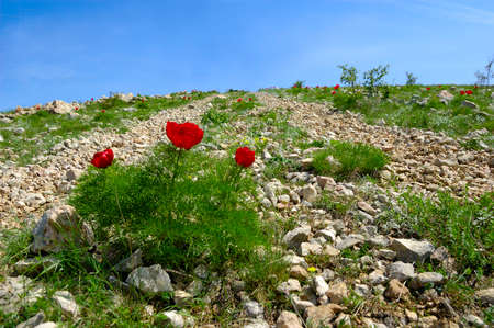 Beautiful red flowers grow in the mountains. Unusual purple plants on the background of green grass...