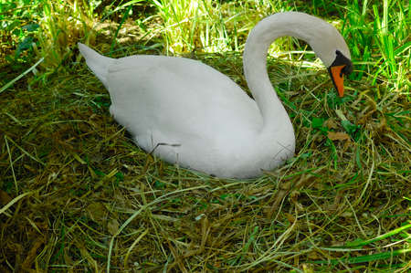 beautiful white swan in green grass nest with eggの写真素材