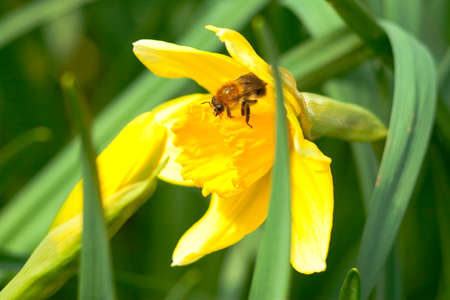 Flowers blooming in woodland close to the village. Close-up of flowers.の写真素材