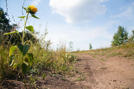 Sunflower close up. Blooming sunflower. Natural background. There is a place for text. Lots of free space. Background. Banner. Postcard.の写真素材