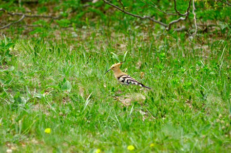 A small meadow hoopoe, stands in the grass, Crimea. Ukraineの写真素材