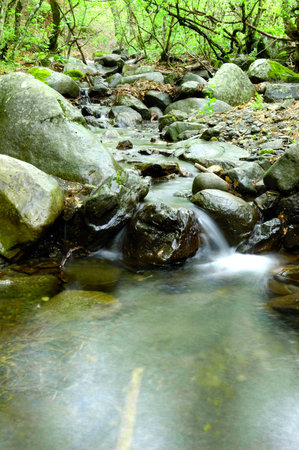 A stream in the middle of the forestの写真素材