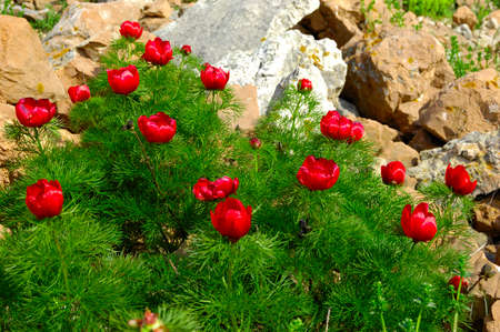 Beautiful red flowers grow in the mountains. Unusual purple plants on the background of green grass on the hills.の写真素材