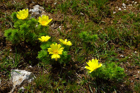 Stones and dandelions close-up in the forest.の写真素材