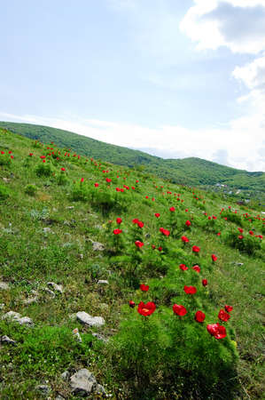Beautiful flowers grow in the mountains. Unusual wonderful plants against the background of green grass on the hills. Crimean peninsula. The peninsula was annexed to the Russian Federation. Ukraineの写真素材