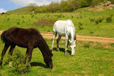 Beautiful horses graze on a mountain meadow, foals.Crimean mountains. Crimean peninsula. The peninsula was annexed to the Russian Federation. Ukraine.の写真素材