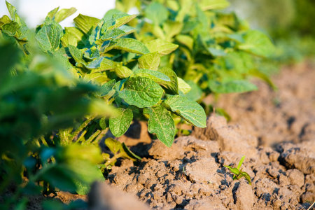 Growing potato bush in the field. Growing vegetables in your garden in summer.の写真素材