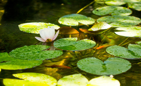 Water Lily Flower or lotus flowerの写真素材