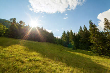 Beautiful nature and wonderful landscape with lush green forests and vegetation in the Synevyr valley of the Carpathian mountains in Ukraine. Fresh green meadows and blooming wildflowers.の写真素材