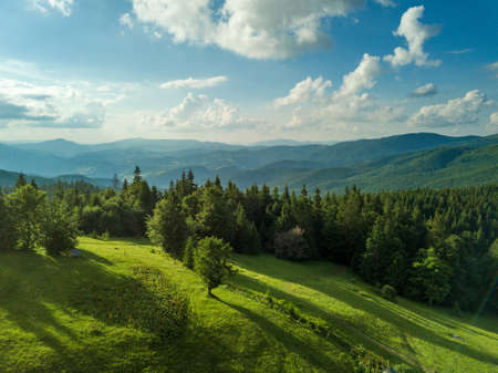 hillside of mountain range with coniferous forest and meadow in morning lightの写真素材