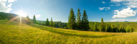 Beautiful nature and wonderful landscape with lush green forests and vegetation in the Synevyr valley of the Carpathian mountains in Ukraine. Fresh green meadows and blooming wildflowers.の写真素材