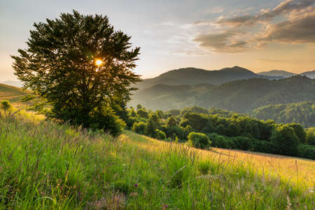 Wonderful panoramic view field of wild flowers by summertime. Area of the Carpathian Mountains above Kamyanka Mountain, Synevir pass. Ukraine.の写真素材