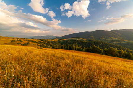 Wonderful panoramic view field of wild flowers by summertime. Area of the Carpathian Mountains above Kamyanka Mountain, Synevir pass. Ukraine.の写真素材