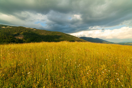Wonderful panoramic view field of wild flowers by summertime. Area of the Carpathian Mountains above Kamyanka Mountain, Synevir pass. Ukraine.の写真素材
