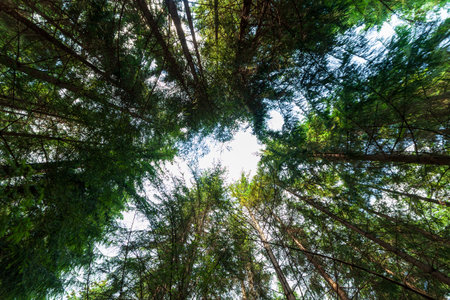 Low angle view of fir tree canopy against a sunny blue summer skyの写真素材