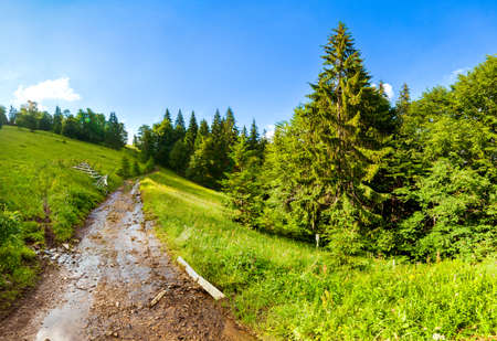 country road in the shade of green foliage of trees on a sunny day against a blue sky with cloudsの写真素材