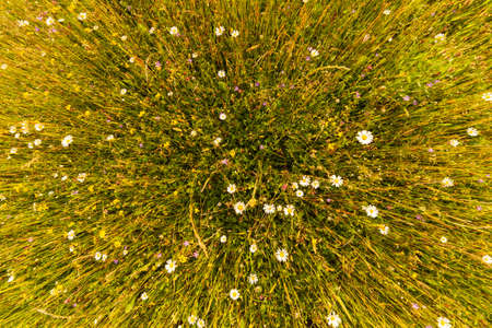 Green lawn after cutting the grass. Green field backgroundの写真素材