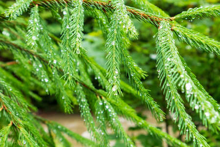 Macro of blue spruce twig, spruce buds. Fresh growing fir twig sprouts, spruce branch are on coniferous blurred background.の写真素材