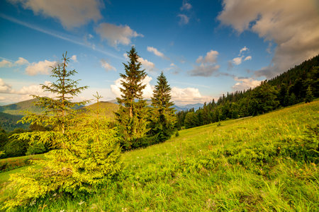Beautiful nature and wonderful landscape with lush green forests and vegetation in the Synevyr valley of the Carpathian mountains in Ukraine. Fresh green meadows and blooming wildflowers.の写真素材