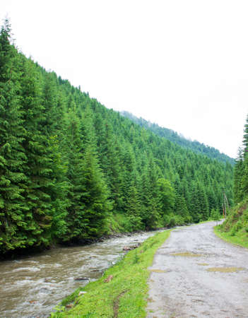 Beautiful nature and landscape with lush green forests and vegetation around the picturesque and amazing river Tereblya, which flows into the Synevyr valley of the Carpathian mountains in Ukraine.の写真素材