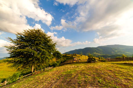 small ground road through a wer green fir tree forestの写真素材