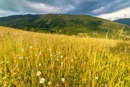 Wonderful panoramic view field of wild flowers by summertime. Area of the Carpathian Mountains above Kamyanka Mountain, Synevir pass. Ukraine.の写真素材