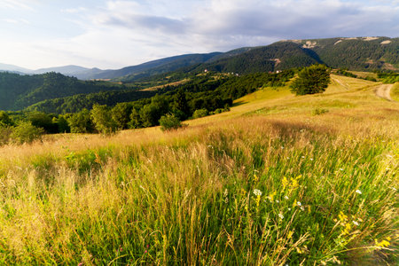 Wonderful panoramic view field of wild flowers by summertime. Area of the Carpathian Mountains above Kamyanka Mountain, Synevir pass. Ukraine.の写真素材