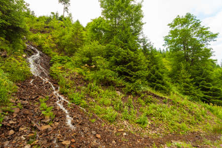 Nature landscape in spring in Synevyrska Polyana in the Carpathian mountains. Ukraine.の写真素材