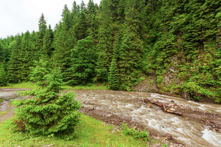 Beautiful nature and landscape with lush green forests and vegetation around the picturesque and amazing river Tereblya, which flows into the Synevyr valley of the Carpathian mountains in Ukraine.の写真素材