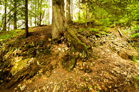 A footpath along a dirt road cut through a dense deciduous forest with trees baring their roots in the area of the Carpathian Mountains above Kamyanka Mountain, Synevir pass. Ukraine.の写真素材