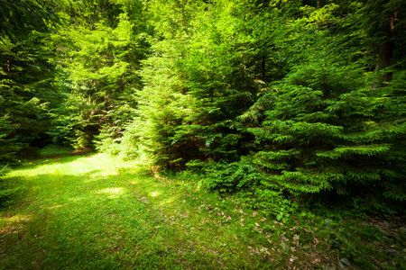 A footpath along a dirt road cut through a dense deciduous forest with trees baring their roots in the area of the Carpathian Mountains above Kamyanka Mountain, Synevir pass. Ukraine.の写真素材