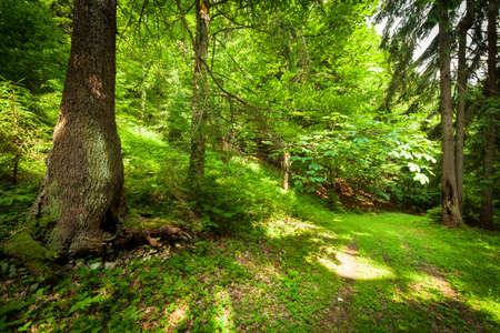 A footpath along a dirt road cut through a dense deciduous forest with trees baring their roots in the area of the Carpathian Mountains above Kamyanka Mountain, Synevir pass. Ukraine.の写真素材