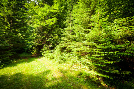 A footpath along a dirt road cut through a dense deciduous forest with trees baring their roots in the area of the Carpathian Mountains above Kamyanka Mountain, Synevir pass. Ukraine.の写真素材