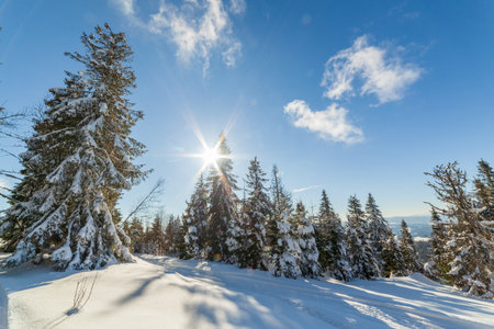 Winter trees in the mountains of the Carpathians above the mountain Vysokiy Verkh with the sun in the blue sky, Zakhar Berkut. Ukraine.の写真素材