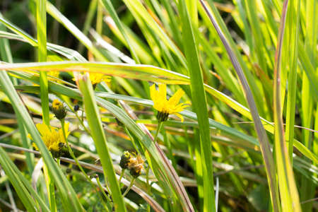 Close-up Morning dew on the rice leaves and sunlight. Texture nature backgroundの写真素材