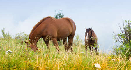 Two sorrel horses on the postureの写真素材