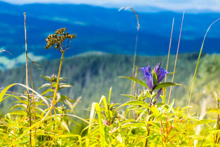 Autumn landscape with fog in the mountains. Fir forest on the hills.の写真素材
