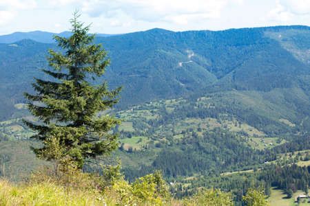 Autumn landscape with fog in the mountains. Fir forest on the hills.の写真素材
