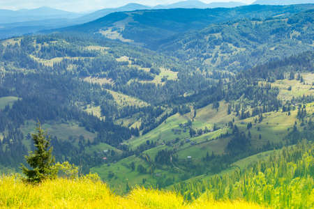 Autumn landscape with fog in the mountains. Fir forest on the hills.の写真素材
