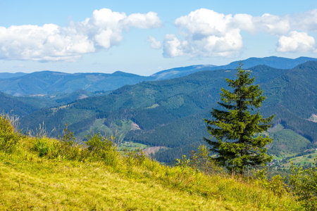 Autumn landscape with fog in the mountains. Fir forest on the hills.の写真素材