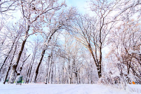 Christmas morning in Central park. Snowy winter background. Christmas lights on winter backdrop.の写真素材
