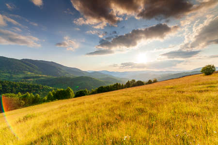Wonderful panoramic view field of wild flowers by summertime. Area of the Carpathian Mountains above Kamyanka Mountain, Synevir pass. Ukraine.の写真素材