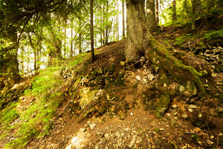 A footpath along a dirt road cut through a dense deciduous forest with trees baring their roots in the area of the Carpathian Mountains above Kamyanka Mountain, Synevir pass. Ukraine.の写真素材